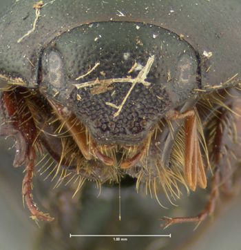 Media type: image;   Entomology 7913 Aspect: head frontal view